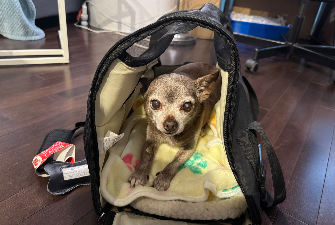 Besson Dog Flying with Your Dog Overseas? Here’s Everything You Need to Know (and ...